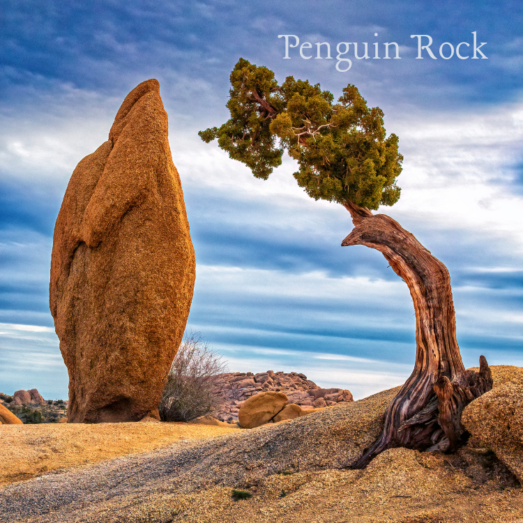 Joshua Tree landscape with plants and rocks