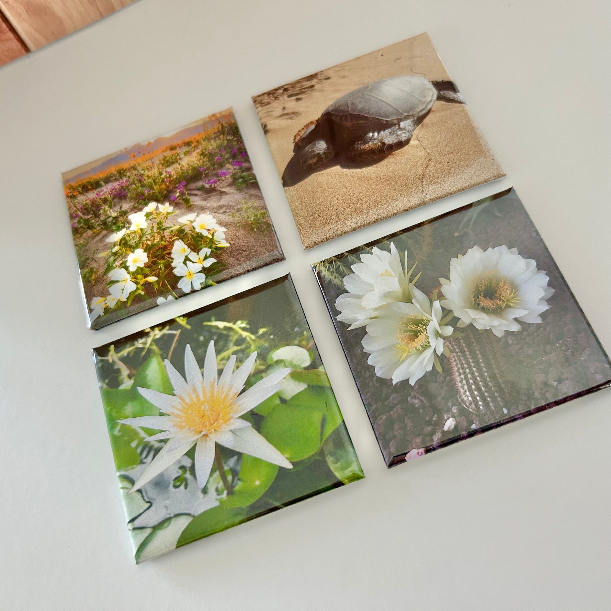 Four square artworks featuring nature-themed images on a light surface.