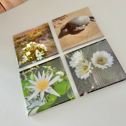 Four square artworks featuring nature-themed images on a light surface.